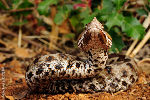 Europäische Hornotter // Nose-horned viper (Vipera ammodytes) - Peloponnese, Greece photo