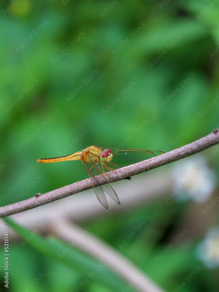 wandering skimmer dragonfly on tree branch wandering skimmer dragonfly on tree branch