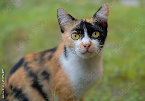 Cat - Cute cat. Black orange white cat looking forward