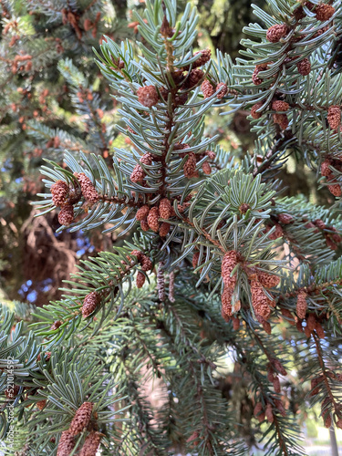Picea schrenkiana evergreen fir tree with long cones, Christmas tree close up photo