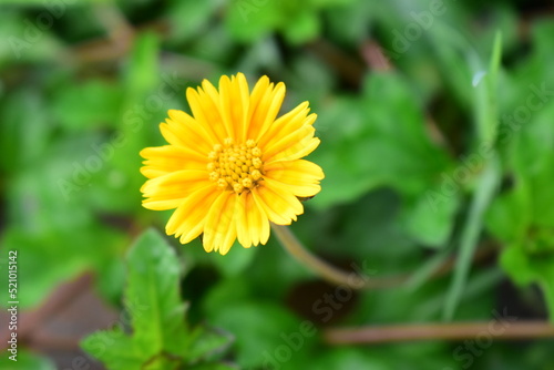 Obraz na płótnie Sphagneticola trilobata or Singapore daisy flower taken from top angle