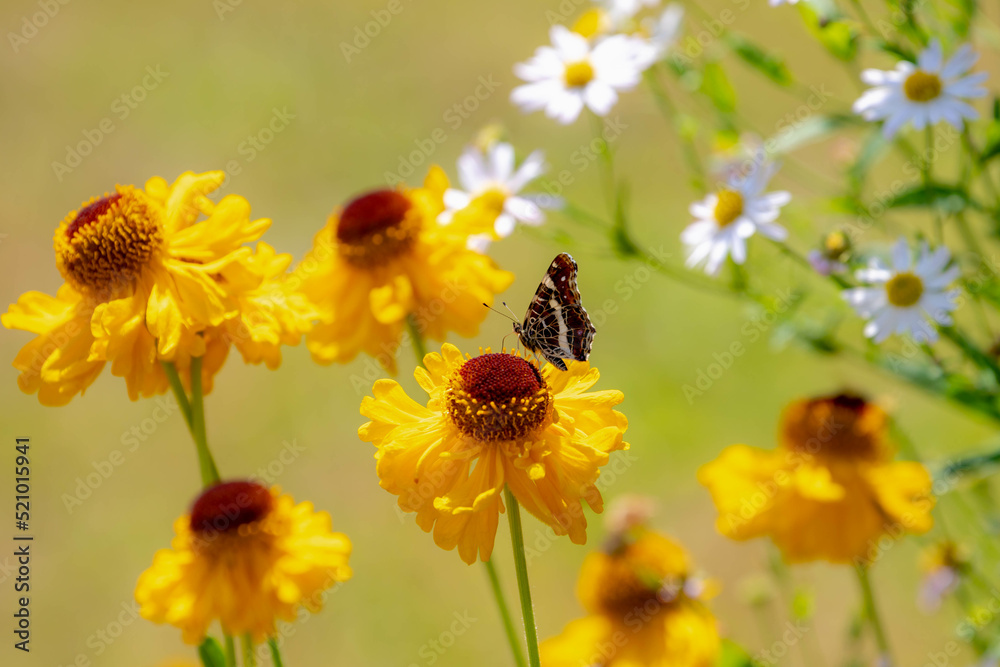 Selective focus of golden yellow flower with red admiral (Vanessa atalanta) butterfly, Helenium bigelovii or Bigelow's sneezeweed is a perennial plant in the sunflower family, Nature floral background Selective focus of golden yellow flower with red admiral (Vanessa atalanta) butterfly, Helenium bigelovii or Bigelow's sneezeweed is a perennial plant in the sunflower family, Nature floral background