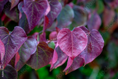 Selective focus of pansy redbud leaves on the tree, Cercis canadensis or Amerikaanse Judasboom, The eastern redbud is a large deciduous shrub or small tree, Nature leafs pattern background. photo