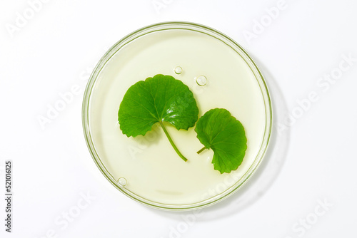centella asiatica leaf (Gotu Kola) with liquid in a petri dish. photo