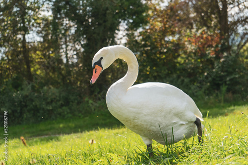 goose on grass at a lake