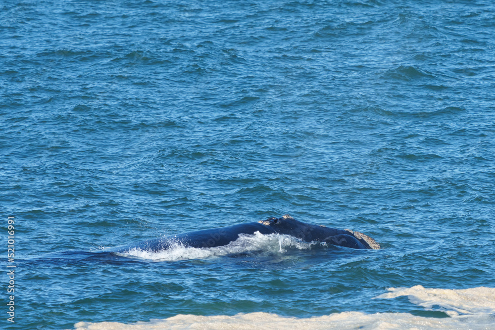 Southern right whale (Eubalaena australis) showing callosities. Hermanus, Whale Coast, Overberg, Western Cape, South Africa. Southern right whale (Eubalaena australis) showing callosities. Hermanus, Whale Coast, Overberg, Western Cape, South Africa.