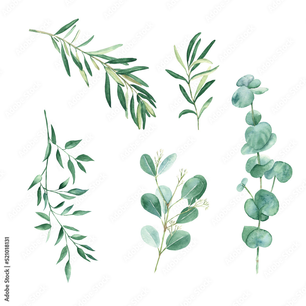 Green eucalyptus, olives and pistachio branches isolated on white background. Watercolor floral set.