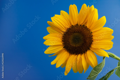 Bright yellow sunflower on blue. Sunflowers are a symbol of Ukraine. Copy space for your text.