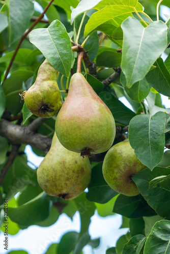 Close up of fresh organic pear on tree