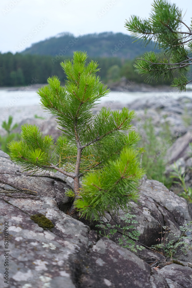 A young pine growing from a rock