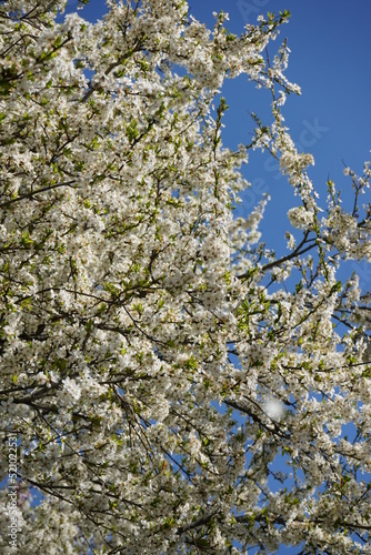 Tree blossom flowers spring blue sky