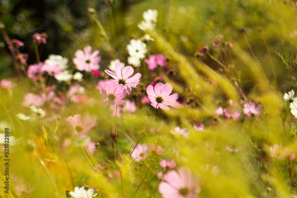 Blurred image of cosmos flowers and asparagus branches illuminated by the sun.