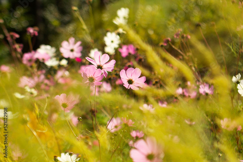 Obraz na płótnie Blurred image of cosmos flowers and asparagus branches illuminated by the sun. w salonie