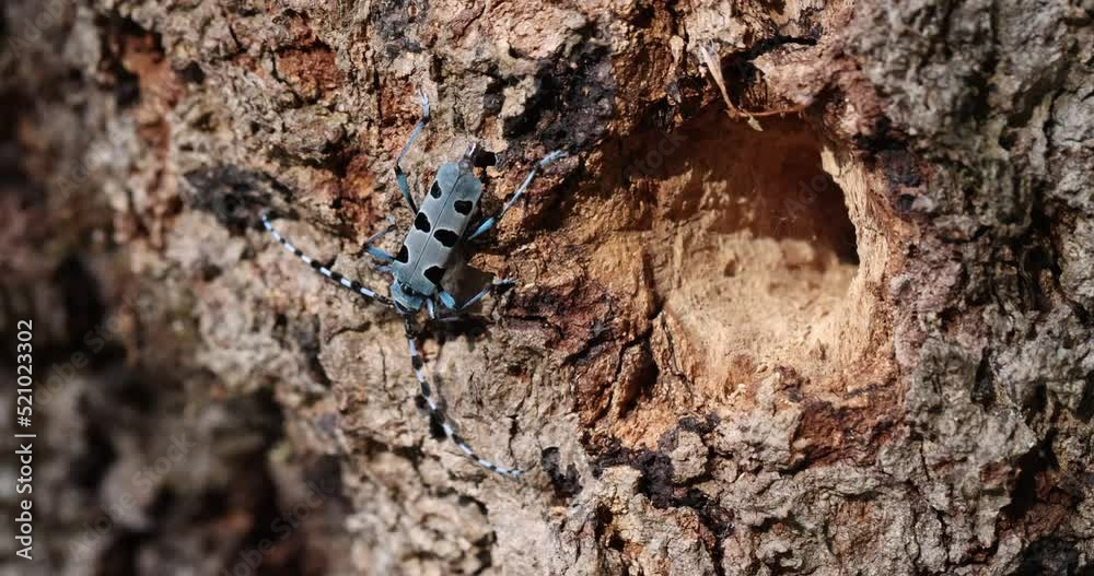 blue insect with long feelers, Rosalia alpina, Longhorn beetle, Rosalia longicorn. blue insect with long feelers, Rosalia alpina, Longhorn beetle, Rosalia longicorn.