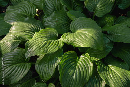 Hosta with large leaves. Lush hosta in the garden. Perennial flowers, gardening, landscaping. A plant for a shady garden - host. Selective focus.