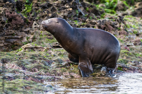 SOUTH AMERICAN SEA LION pup Peninsula Valdes  Chubut Patagonia  Argentina