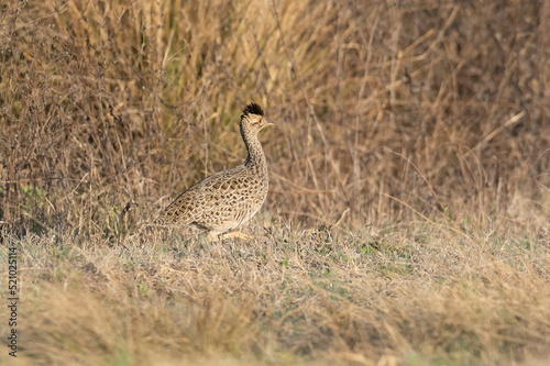 White bellied nothura, tinamou in grassland environment, Pampas, Argentina