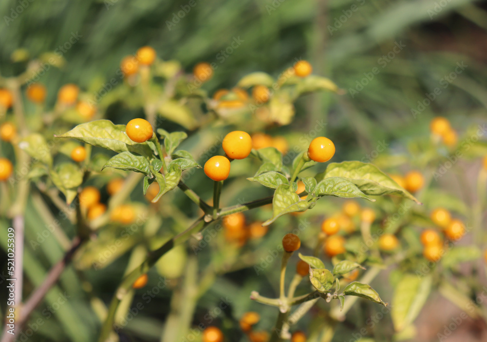 Aji Charapa, Charapita, Wild Peruvian Chili Pepper, or Lost Incan Originating from the northern region of the Peruvian jungle. Rare species. Aji Charapa, Charapita, Wild Peruvian Chili Pepper, or Lost Incan Originating from the northern region of the Peruvian jungle. Rare species.