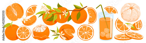 Wide set of oranges exotic fruit. Branch of oranges, juicy clementine, vitamin c product, natural organic juice, summer citrus fruit, sliced and peeled orange vector illustration