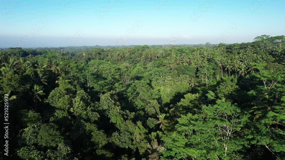Tropical jungle thicket at typical ravine of Bali upland, aerial shot in sunny morning. Leafy trees and palms, rain-forest thicket covering slopes of river gorge