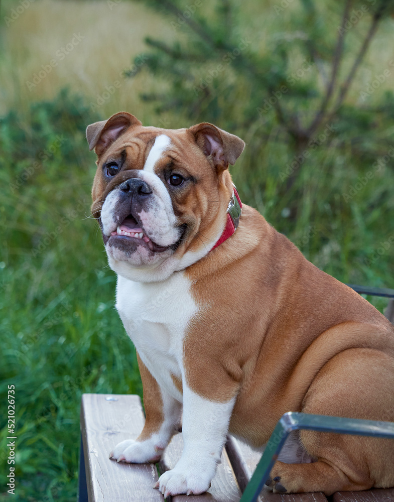 Funny english bulldog puppy playing in the park Funny english bulldog puppy playing in the park