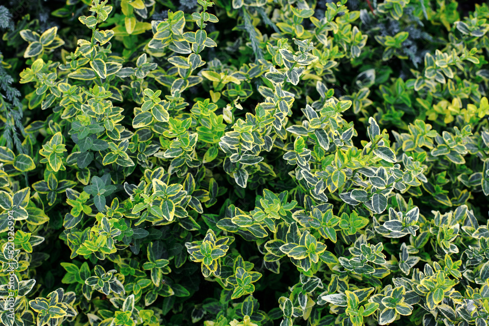 background of small green and yellow leaves of the plant