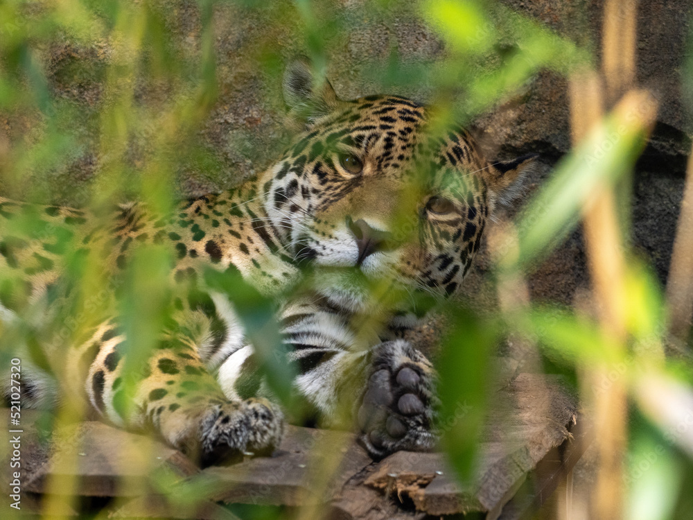 Leopard Leopard