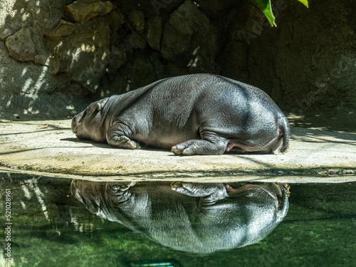 Zwergflusspferd photo