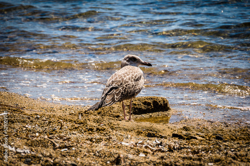 Capoliveri, Straccoligno, Insel, Elbe, Badestrand, Strand, Möwe, braune Möwe, Bucht, Küste, Wassersport, Segelschiffe, Capo Perla, Toskana, Toskanischer Archipel, Sommer, Italien