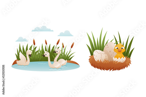 Duck Floating in Pond with Reeds and Yellow Chick Hatching from Egg Shell as Ugly Duckling Fairytale Vector Set