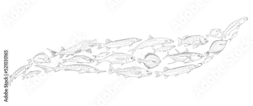 School of fish vector illustration. Fish sketch hand drawn collection. Sea and river fish in the engraved style