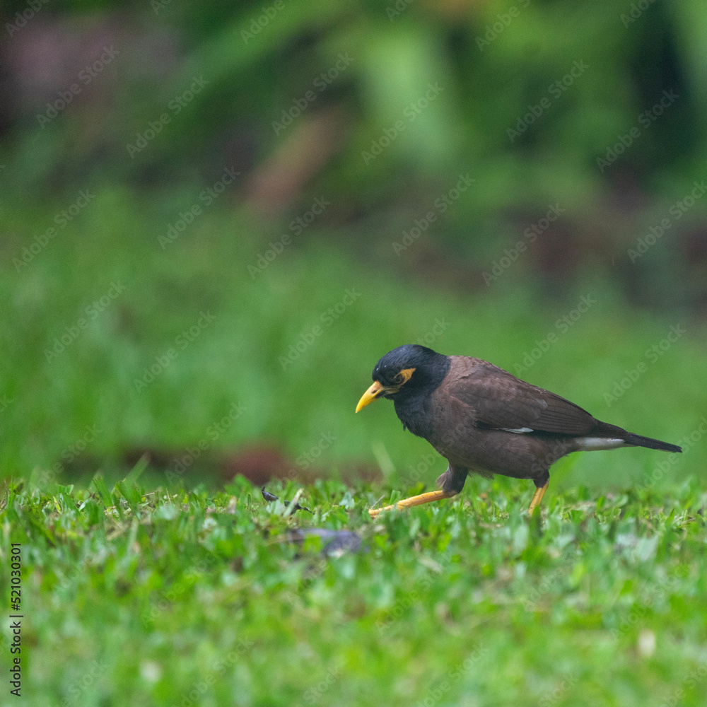 blackbird on the grass blackbird on the grass