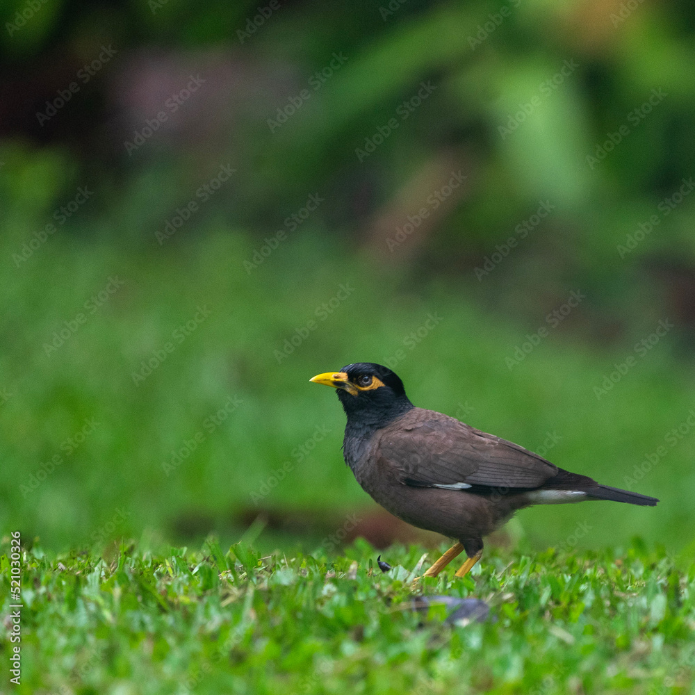 robin on the grass robin on the grass