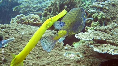 Yellow boxfish (Ostracion cubicus) followed by yellow trumpetfish (Aulostomus chinensis) swimming over healthy coral reef photo