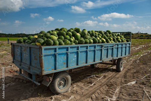 Fotografija A large party of water melons harvested and waiting to be transported on a trailer