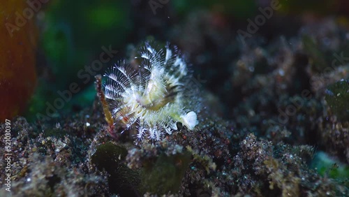 Christmas tree worm (Spirobranchus giganteus) coming out of its hole photo