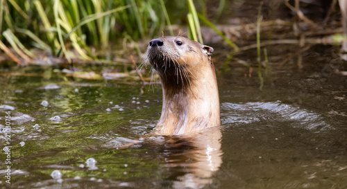Otter swimming in a river. Grand Teton National Park, United States of America.