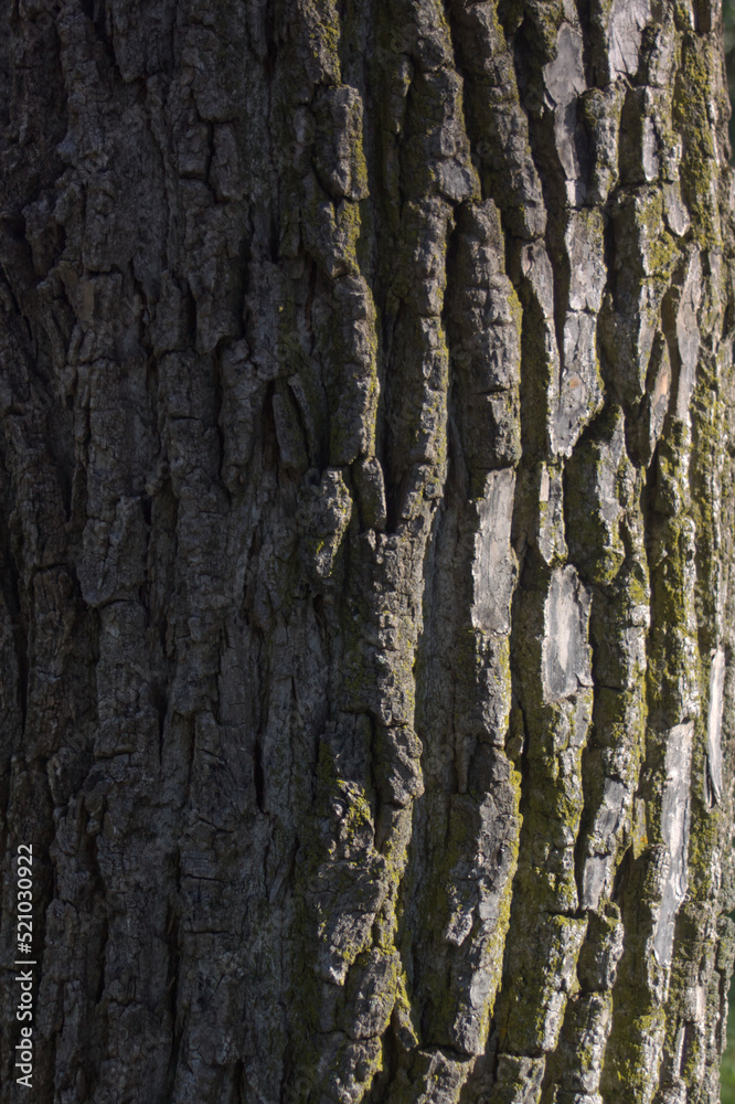 Vertical close up of a tree's bark Vertical close up of a tree's bark