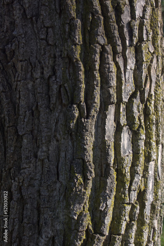 Vertical close up of a tree's bark