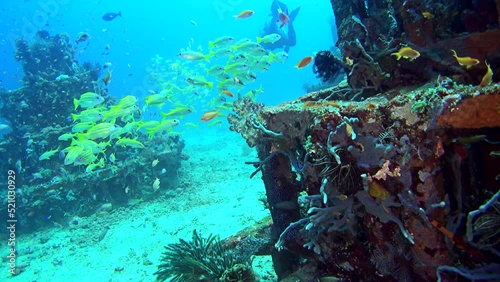 Artificial reef made of concrete pyramids full of colorful tropical fishes in Amed, Bali photo