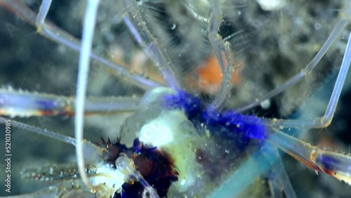 Boxer shrimp (Stenopus hispidus) close up on head
