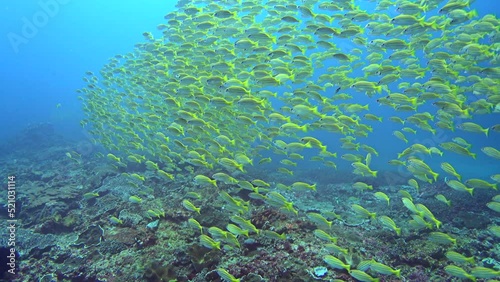 School of blue-lined snapper (Lutjanus kasmira) swimming over coral reef