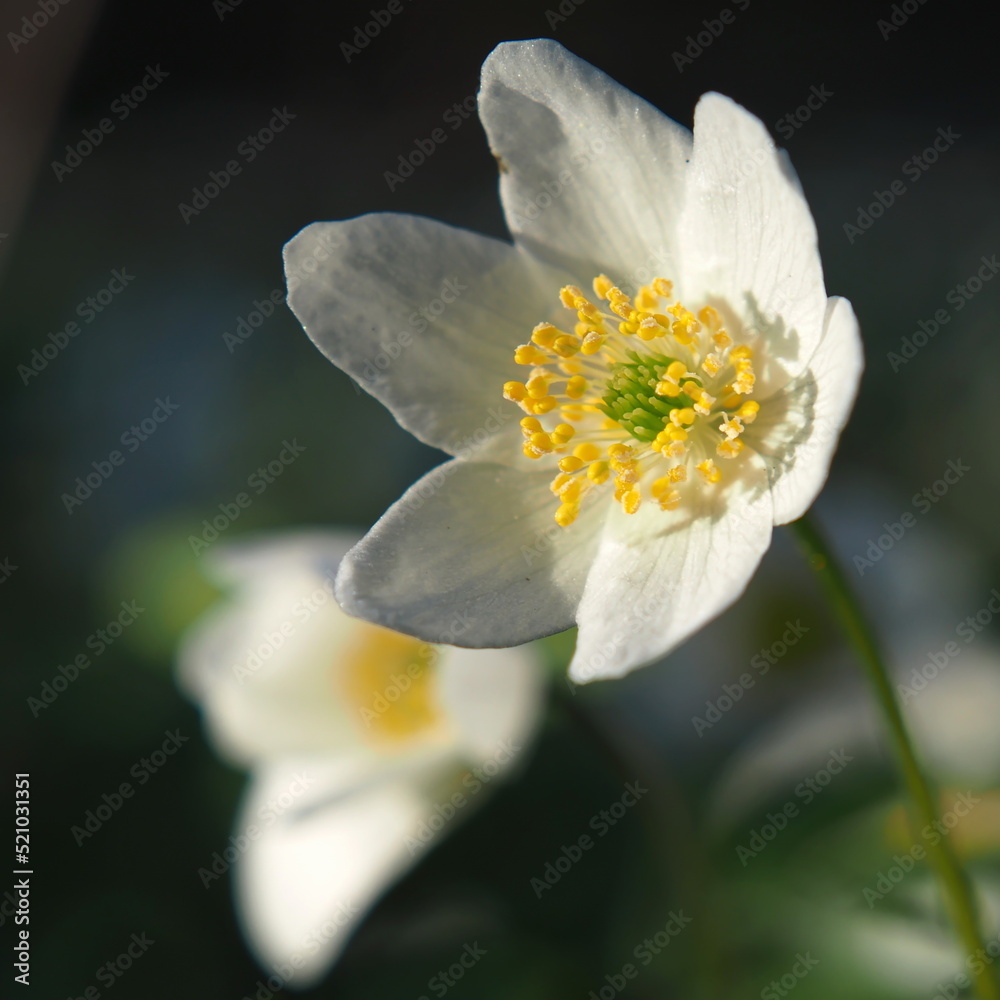Bright white flowers of anemone oakwood (Anemone nemorosa) against the background of green leaves. Bright white flowers of anemone oakwood (Anemone nemorosa) against the background of green leaves.