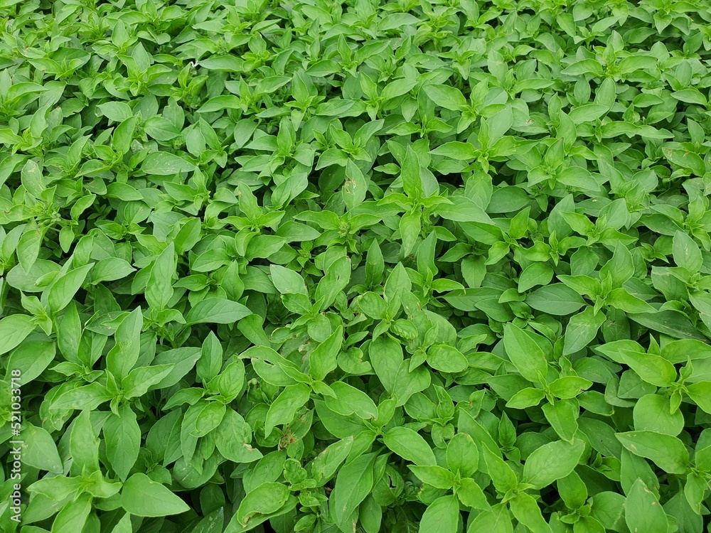 Ocimum basilicum is a medicinal plant with a pungent odor. The leaves are used for cooking to help drive the wind. Relieve flatulence, help heal wounds, cough, colds, bronchitis. Ocimum basilicum is a medicinal plant with a pungent odor. The leaves are used for cooking to help drive the wind. Relieve flatulence, help heal wounds, cough, colds, bronchitis.