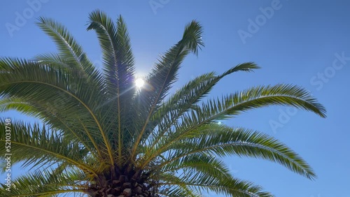 Sun rays passing through the branches waving in the wind of a large palm tree.