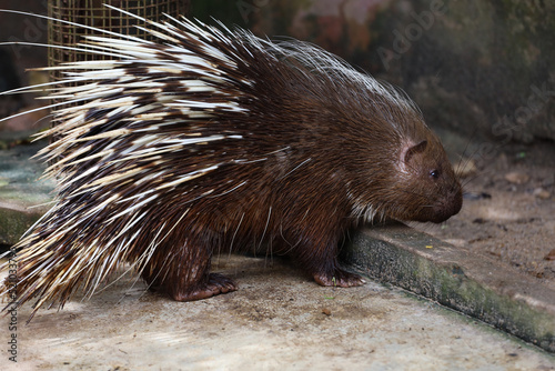 Close up the malayan porcupine animal photo