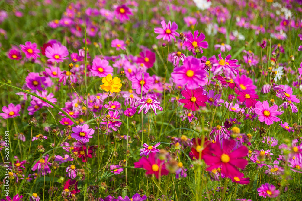 Pink flower field in Chiang Rai Pink flower field in Chiang Rai