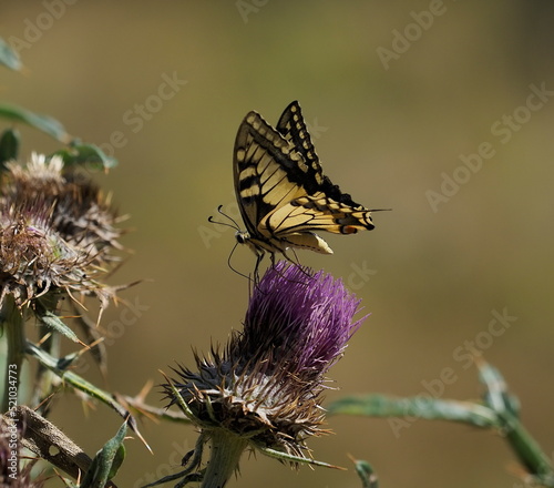 papillon butine en macro