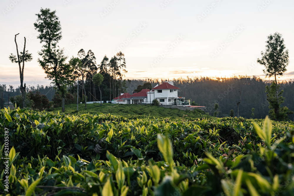 Tea garden with a tea estate in the evening