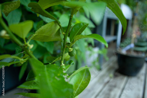 A young Sudachi tree  Japanese citrus  has been pollinated and is putting on young fruit.